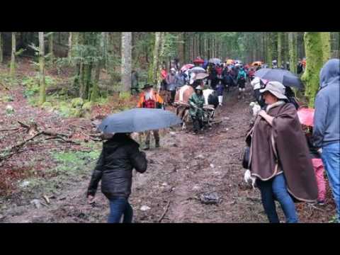 Débardage avec des bœufs lors de la fête du bûcheron à Xonrupt