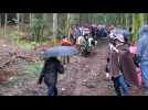 D&eacute;bardage avec des b&oelig;ufs lors de la f&ecirc;te du b&ucirc;cheron &agrave; Xonrupt - Label : Vosges Matin - Category : Animaux