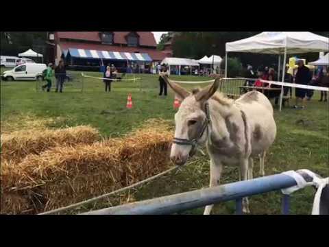 La fête de l’Ane bat son plein à Suarce