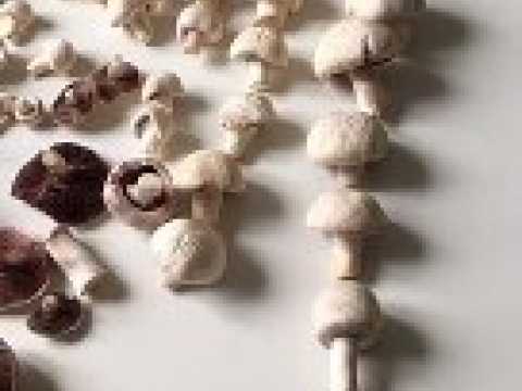 Une belle récolte de champignons près de Vivey