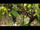 Les vendanges attendues pour la mi-septembre