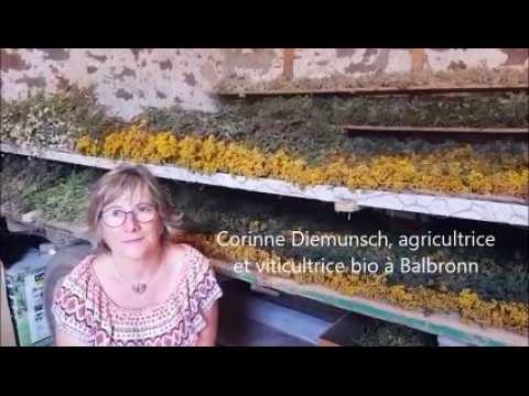 Corinne Diemunsch soigne ses vignes avec les plantes aromatiques qu'elle produit