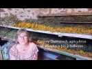 Corinne Diemunsch soigne ses vignes avec les plantes aromatiques qu'elle produit