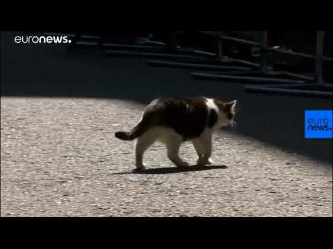New top dog joins Larry the cat at Downing Street
