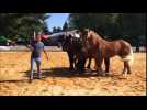 Spectacle de chevaux au parc de la Douce à Belfort