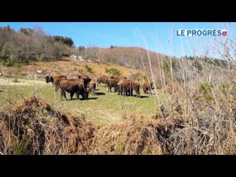 Ils élèvent des bisons depuis 25 ans à Saint-Rirand
