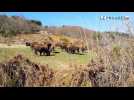 Ils élèvent des bisons depuis 25 ans à Saint-Rirand