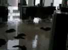 VID-20190807-WA0000