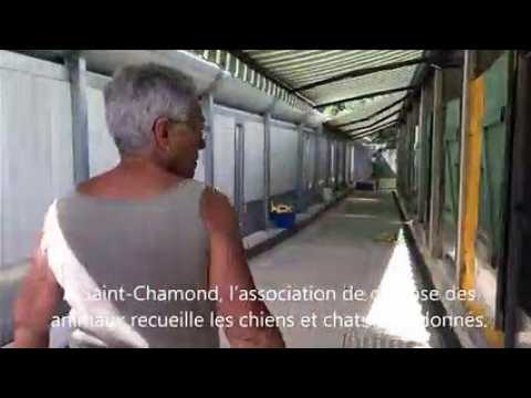 Abandons : le refuge de Saint-Chamond affiche complet