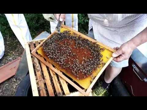 La transhumance des abeilles du Forez