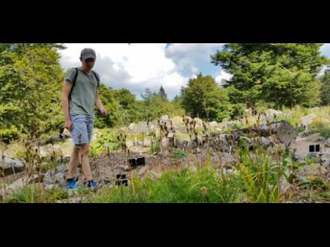 Le jardin alpin du Haut Chitelet (Hautes Vosges) souffre de la chaleur et de la sécheresse