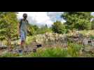 Le jardin alpin du Haut Chitelet (Hautes Vosges) souffre de la chaleur et de la sécheresse