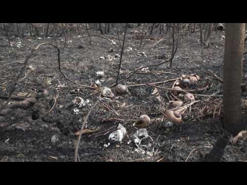 Images of damage caused by wildfires in Bolivia's Pantanal forest