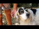 Vittel : leur chienne agressée par deux Rottweillers