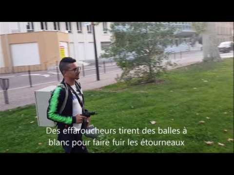 La campagne d'effarouchement des étourneaux a débuté