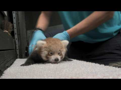 First health check for two red panda twins cubs