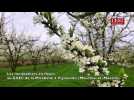 Les mirabelliers en fleurs au Gaec de la Mirabelle &agrave; Vigneulles - Label : L'Est Républicain - Category : News