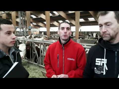 Salon international de l'agriculture : 18 montbéliardes pré-sélectionnées pour représenter le Doubs