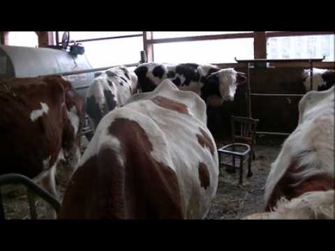 Des vaches en souffrance dans le Doubs