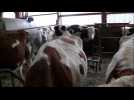 Des vaches en souffrance dans le Doubs