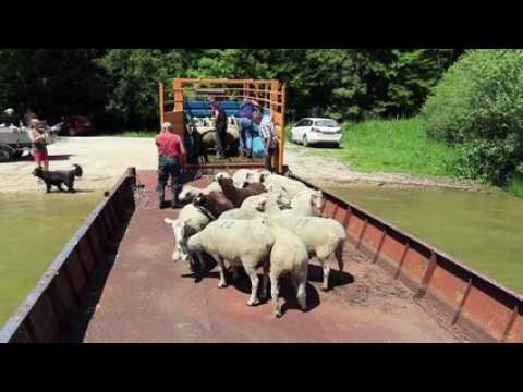 Embarquez avec quatre-vingt moutons pour une île au centre du lac de Madine