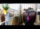 Salon de l'agriculture l'aventure de Flicka la jument de trait comtoise
