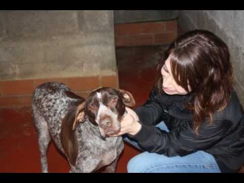 SPA de Velaine-en-Haye : de l'espoir pour les chiens et chats abandonnés