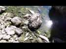 Poissons morts dans le Doubs entre Morteau et Pontarlier
