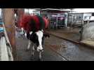Des robots pour s'occuper des vaches au Gaec d'Anglemont dans les Vosges - Label : L'Est Républicain - Category : News