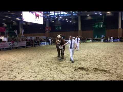 Salon de l'agriculture 2017 concours chevaux de trait comtois