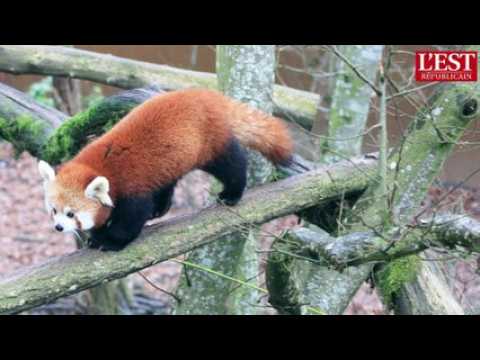 Parc animalier de sainte - Croix : des travaux durant l'hiver