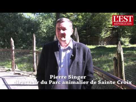 Région Alsace Champagne Ardenne Lorraine :  "s'habituer où se réhabituer à la présence des loups"