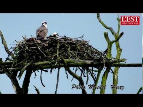 Région Alsace Champagne Ardenne Lorraine : une terre pour les rapaces