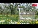 Rozelieures : parfum de mirabelle - Label : L'Est Républicain - Category : News