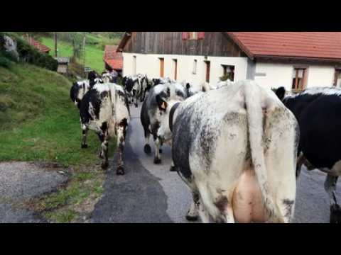 Saulxures-sur-Moselotte : la transhumance