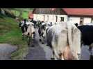 Saulxures-sur-Moselotte : la transhumance