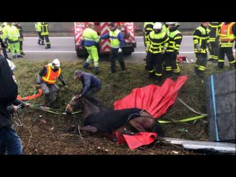 Opération de sauvetage des chevaux accidentés sur l'A 31