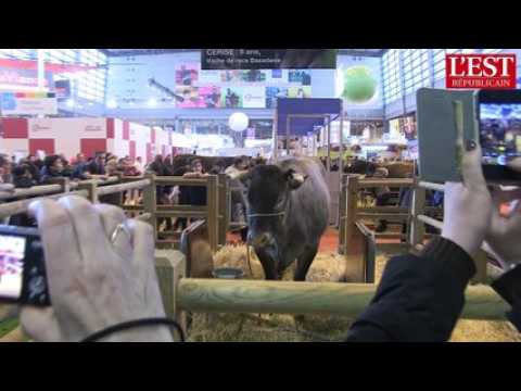 Salon de l'agriculture : ambiance dans la plus grande ferme de France