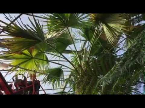 VIDEO Villers-lès-Nancy : un palmier rare sauvé au jardin du...