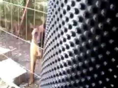 Ornans : les chiens et les déchets des voisins gênent toujours Lucienne, 83 ans...