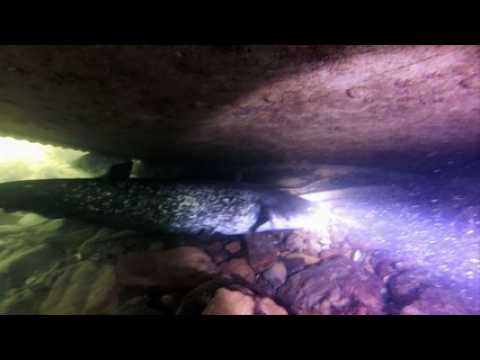 Plongez avec les silures du Doubs