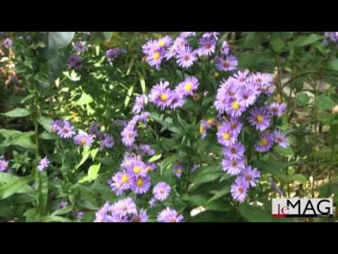 Le Jardin d'Anne-Marie à Lay-st-Christophe (54)