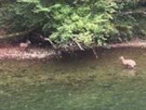 Des chamois qui prennent leur bain dans la...