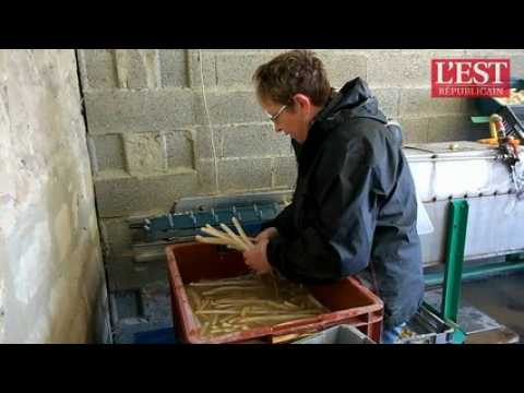 Le tri des asperges au cellier de Revigny