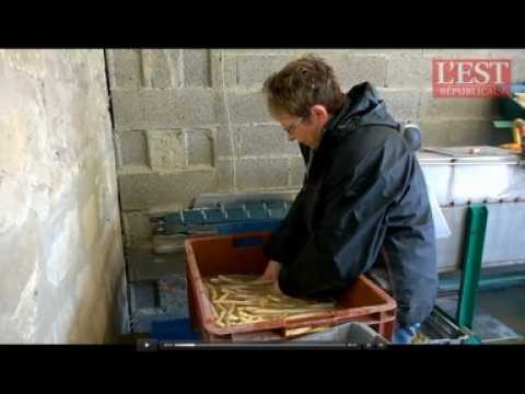 Le tri des asperges de Revigny au Cellier de...