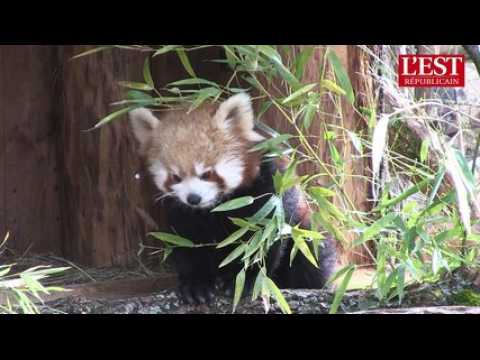 Lorraine : trois pandas roux au parc animalier de sainte-croix