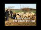 Meuse : douze brebis tu&eacute;es - Label : L'Est Républicain - Category : News