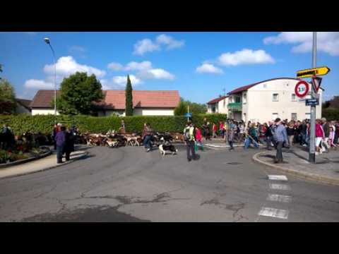 transhumance des chèvres municipales à Besançon