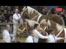 Le show des chevaux comtois au salon de l'agriculture 2014