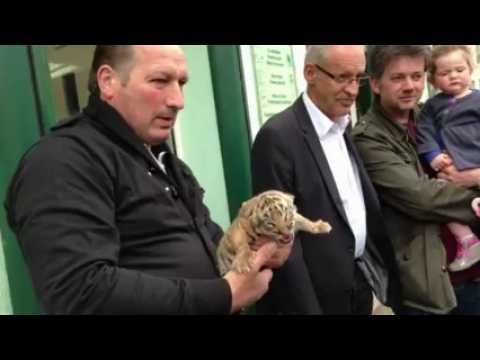 Naissance 4 bébés tigre à Jussey (3/3)